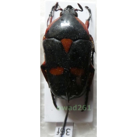 Heterorrhina paupera (Mohnike, 1873) male Philippines36f